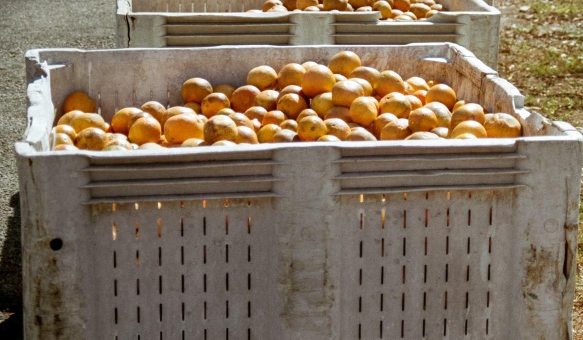 Caixas de colheita cheias de laranjas ao ar livre